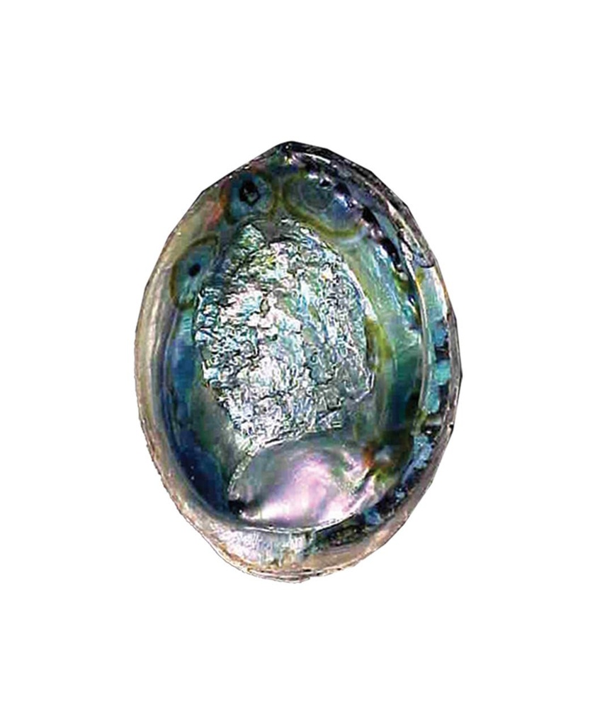 51304252520abalone252520shell2525206__35624.1646819143.1280.1280