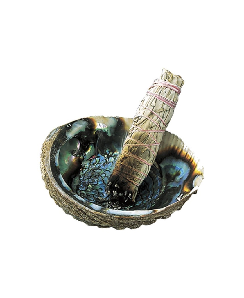 abalone252520with252520shell252520view__61332.1646819143.1280.12