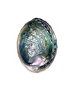 Green Abalone Shells – 5"-6"