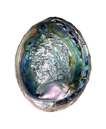 Green Abalone Shells – 6"-7"