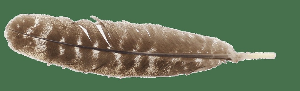 Barred Smudging Feather – 10"-12"
