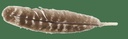 Barred Smudging Feather – 10"-12"