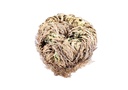 Flower of Jericho (Resurrection Plant) – 3.5"