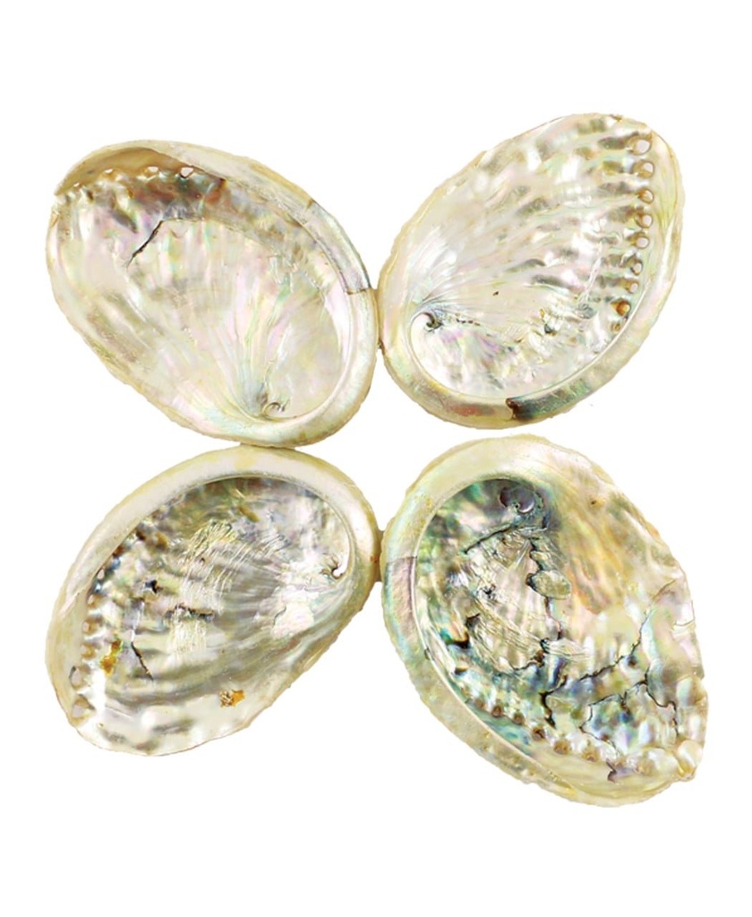[91379] Threaded Abalone Shells – 2"-3"