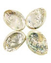 Threaded Abalone Shells – 2"-3"