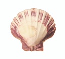 Lion's Paw Shell – 5"-6"