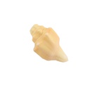 Shankh 4.5"