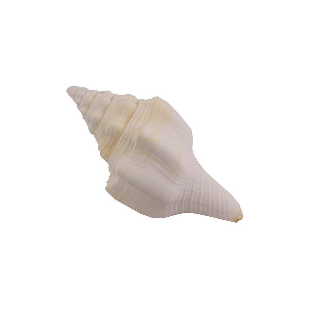 Puja Water Shankh 4.5"