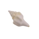 Puja Water Shankh 4.5"